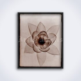 Printable Lotus flower X-Ray photo by Rain L. Tasker, vintage print - vintage print poster