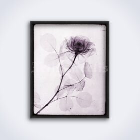 Printable Rose flower X-Ray photo by Rain L. Tasker, vintage print - vintage print poster