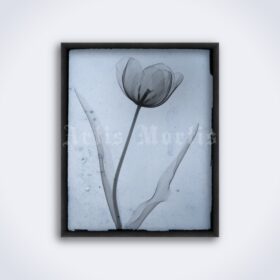 Printable Tulip flower X-Ray photo by Rain L. Tasker, vintage print - vintage print poster