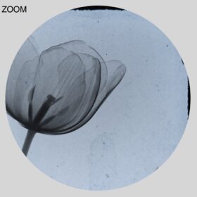 Printable Tulip flower X-Ray photo by Rain L. Tasker, vintage print - vintage print poster