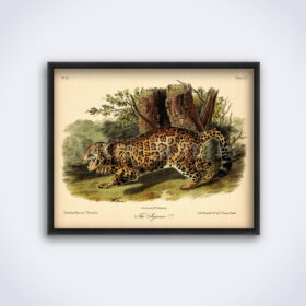 Printable The Jaguar lithograph, natural history, wild animal, zoology print - vintage print poster