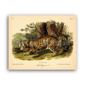 Printable The Jaguar lithograph, natural history, wild animal, zoology print - vintage print poster