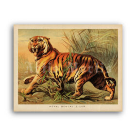 Printable Royal Bengal Tiger lithograph, natural history, animal poster - vintage print poster