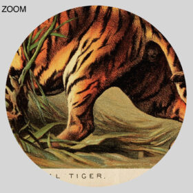 Printable Royal Bengal Tiger lithograph, natural history, animal poster - vintage print poster