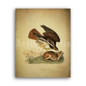 Printable Common Buzzard hunting a rabbit, natural history poster - vintage print poster
