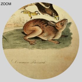Printable Common Buzzard hunting a rabbit, natural history poster - vintage print poster