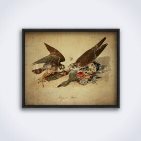 Printable Peregrine Falcon birds eating ducks, natural history poster - vintage print poster