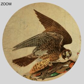 Printable Peregrine Falcon birds eating ducks, natural history poster - vintage print poster