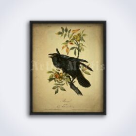 Printable Raven bird illustration, crow, ornithology, natural history poster - vintage print poster