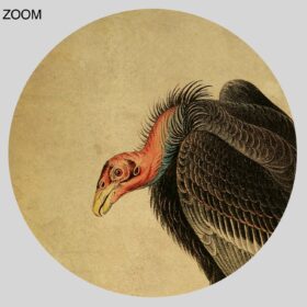 Printable Californian Turkey Vulture scavenger bird, natural history print - vintage print poster