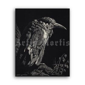 Printable Raven bird - antique 1920s lithography by Lionel Lindsay - vintage print poster