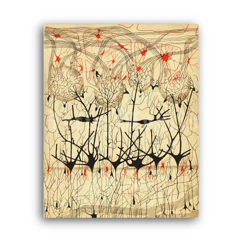 Printable Nerve cells drawing by Camillo Golgi and Santiago Ramon y Cajal - vintage print poster