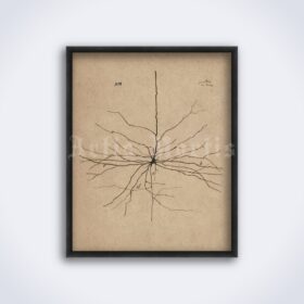 Printable Pyramidal Neuron, brain cell drawing by Santiago Ramon y Cajal - vintage print poster