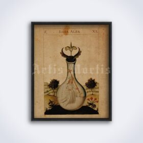 Printable Dorum Dei plate XI Rosa Alba, four elements, alchemical art - vintage print poster