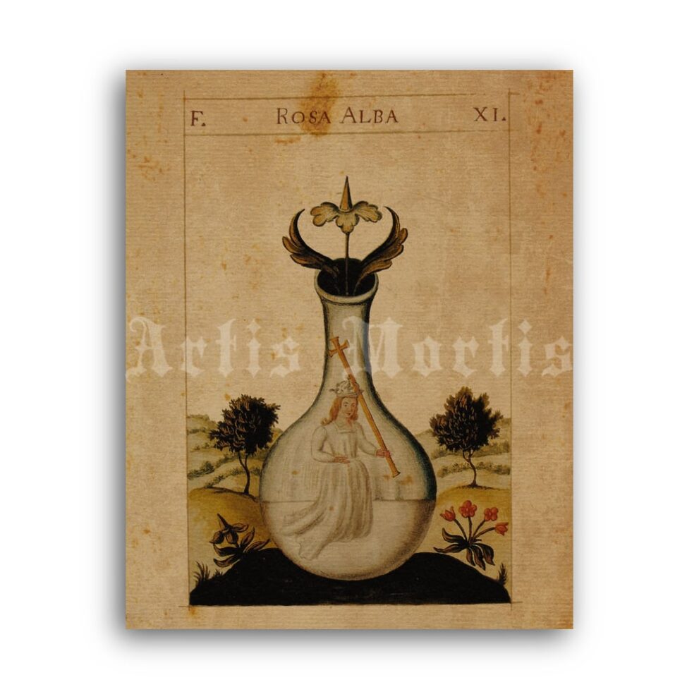 Printable Dorum Dei plate XI Rosa Alba, four elements, alchemical art - vintage print poster